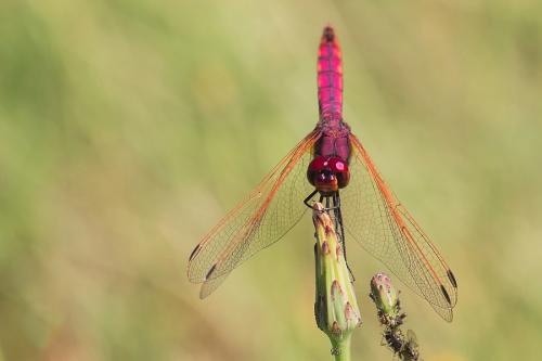 Trithemis annulata